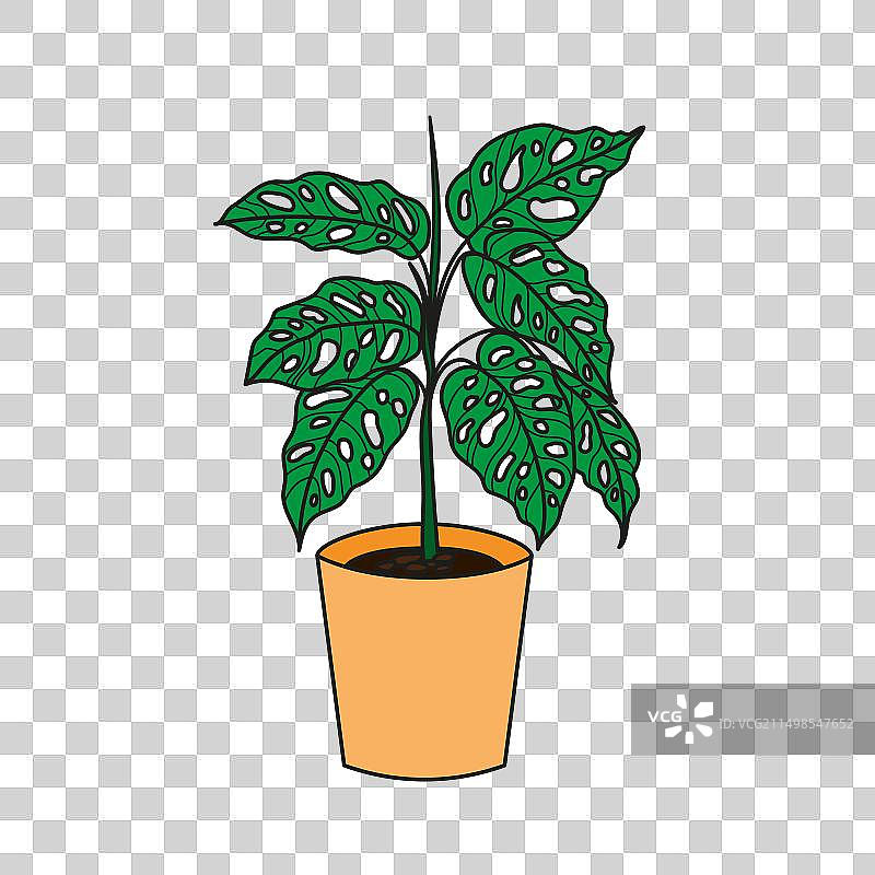 龟背竹花朵图片图片素材