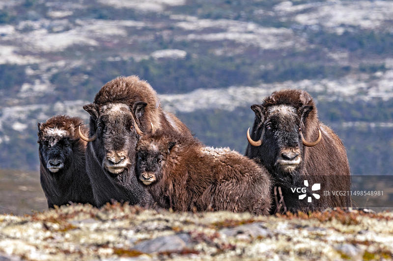 欧洲，挪威多夫勒山脉的麝香牛家庭，有两只小牛图片素材