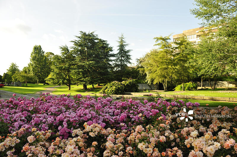 苏黎世湖畔的鲜花图片素材