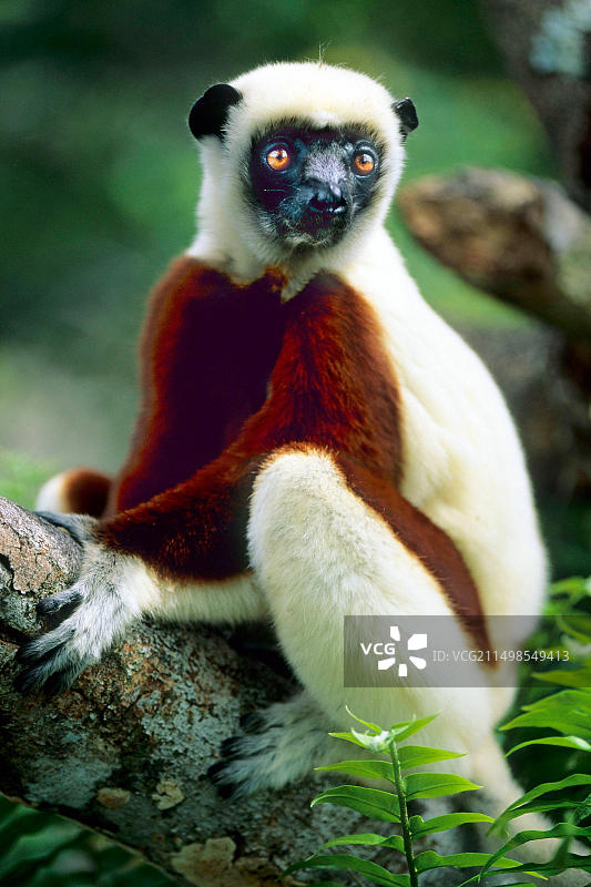 马达加斯加冕狐猴图片素材