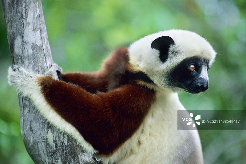 马达加斯加冕狐猴图片素材