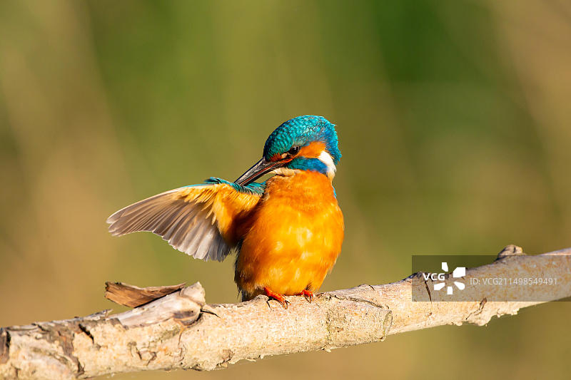 翠鸟在梳理羽毛图片素材