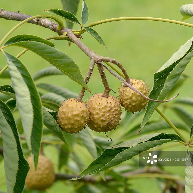 光叶七叶树，德国图片素材