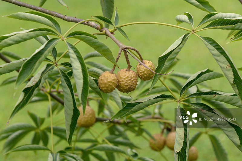光叶七叶树，德国图片素材