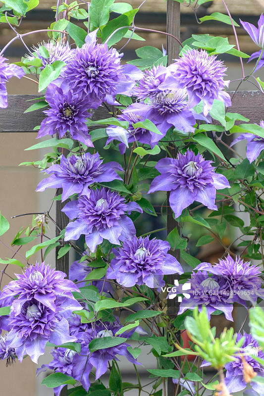 铁线莲，德国格吕内奥厄7号图片素材