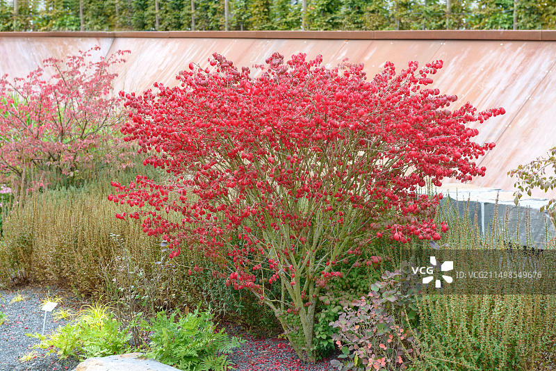 卫矛：德国黑森州园艺展图片素材