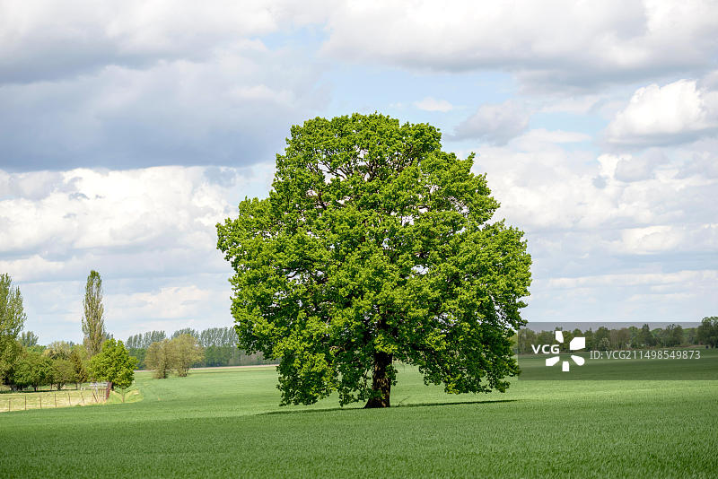 德国的英国栎树（欧洲栎）图片素材