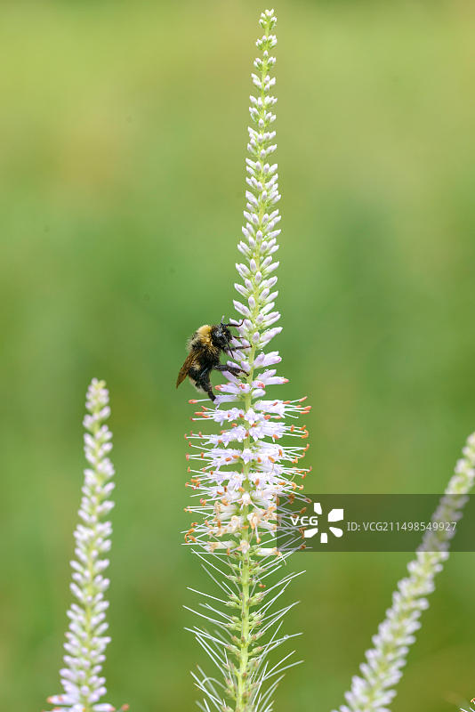 德国植物园的穗花婆婆纳图片素材