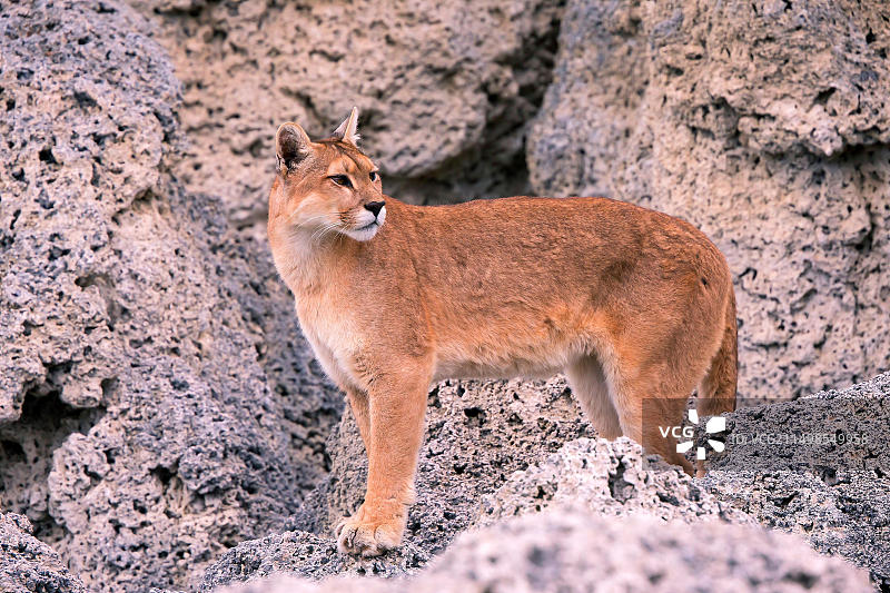 美洲狮（巴塔哥尼亚山狮），智利百内国家公园，南美洲图片素材