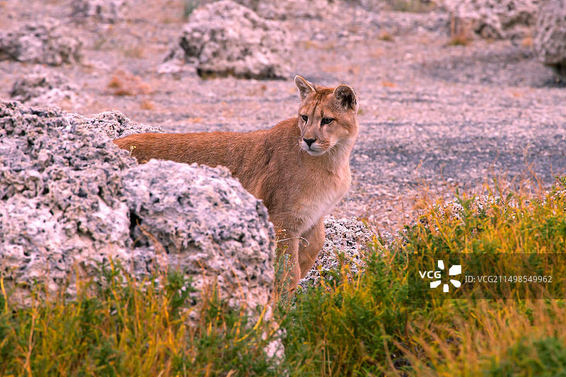 美洲狮（巴塔哥尼亚山狮），智利百内国家公园，南美洲图片素材