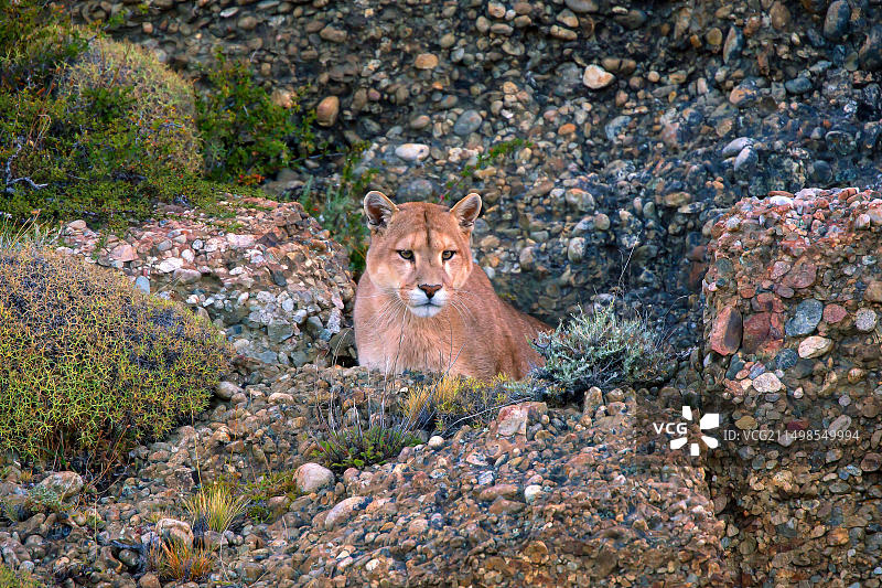 美洲狮（巴塔哥尼亚山狮），智利百内国家公园，南美洲图片素材