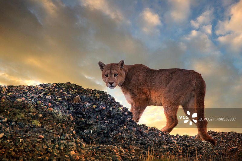美洲狮（巴塔哥尼亚山狮），智利百内国家公园，南美洲图片素材