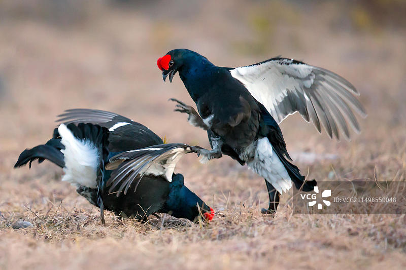 欧洲德国巴伐利亚黑琴鸡图片素材