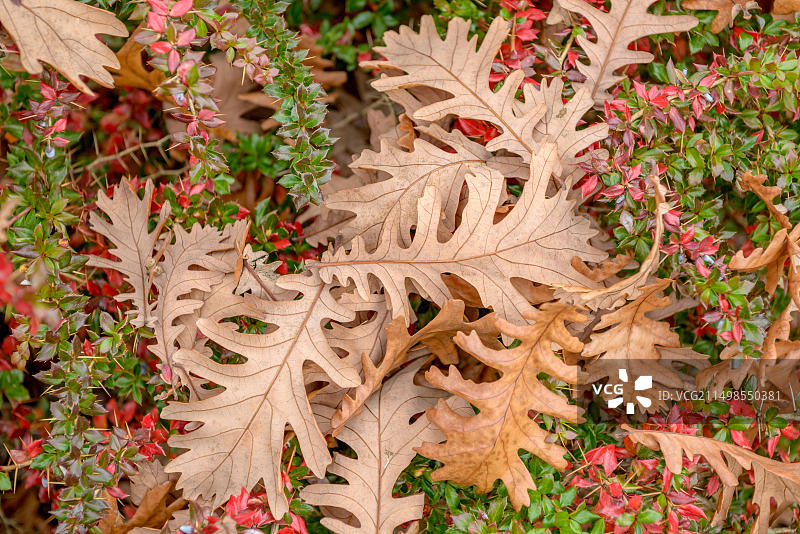 意大利栎树，安哈尔特应用科学大学，德意志联邦共和国图片素材