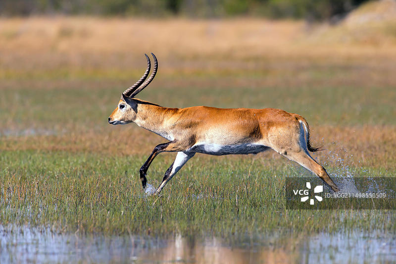 非洲博茨瓦纳奥卡万戈三角洲的红色狷羚图片素材