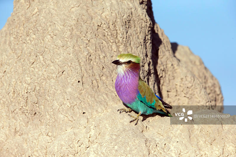 非洲博茨瓦纳，叉尾辉椋鸟图片素材