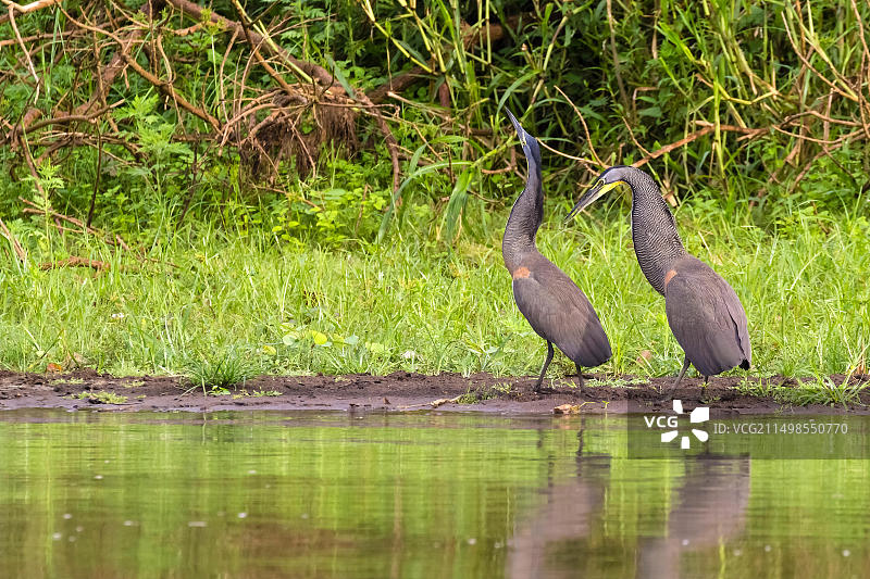 裸喉虎鹭图片素材
