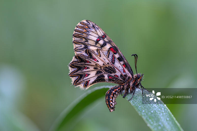 南方花彩（Zerynthia polyxena）图片素材
