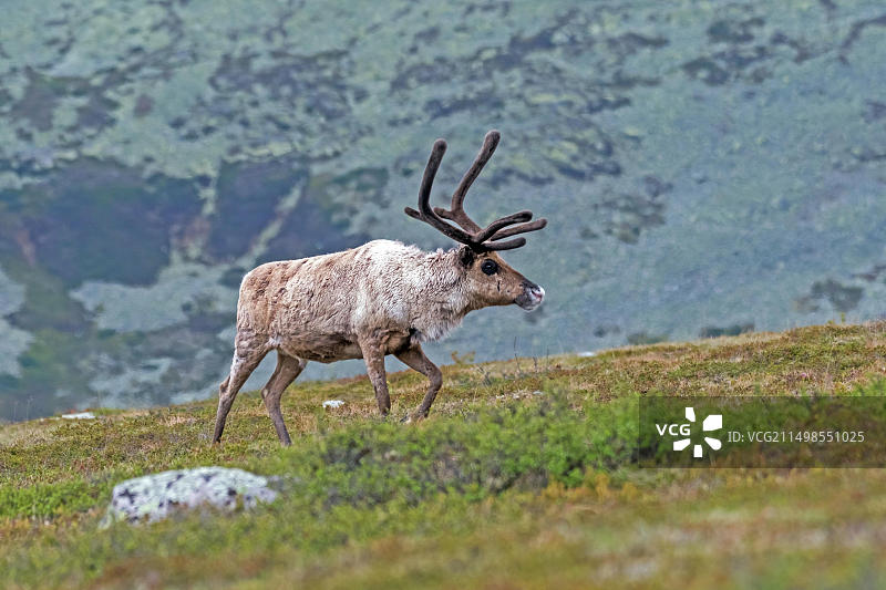 驯鹿（Rangifer tarandus）图片素材