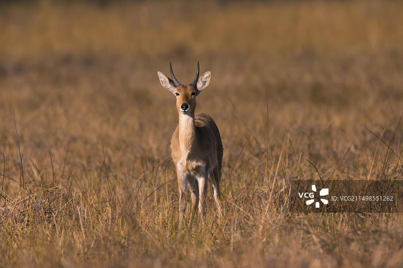 博霍尔苇羚（Redunca redunca），博茨瓦纳，非洲图片素材