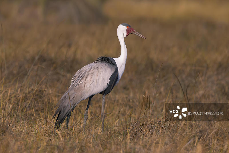非洲博茨瓦纳垂肉鹤图片素材