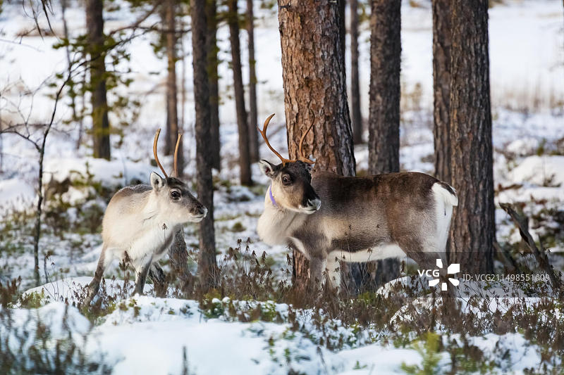 欧洲芬兰拉普兰冬季驯鹿：两只动物图片素材