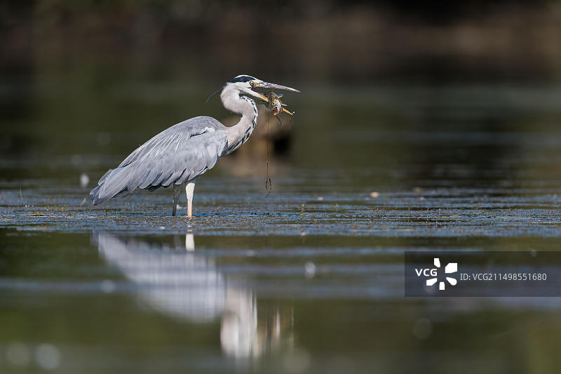 苍鹭捕食梭子鱼图片素材