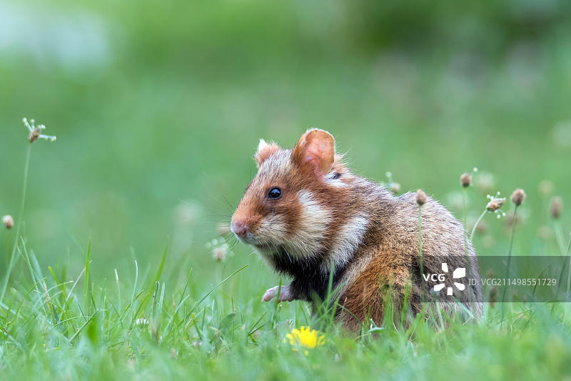 欧洲仓鼠图片素材