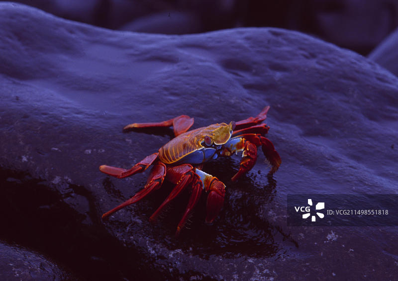 动物：加拉帕戈斯群岛的红蟹图片素材