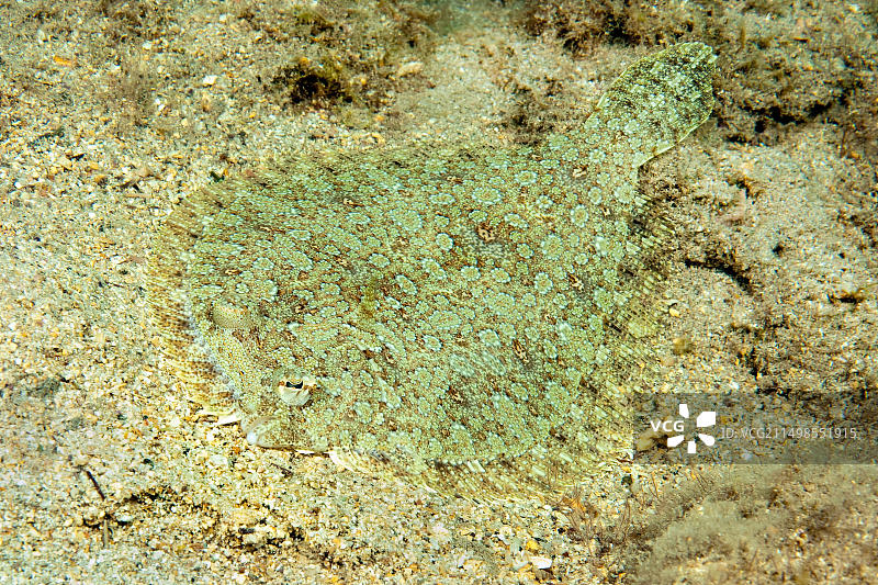 大西洋菱鲆(Bothus podas) 鲽鱼 比目鱼 伪装在沙质海床上,东大西洋,马卡罗尼西亚群岛,加那利群岛,富埃特文图拉岛,西班牙,欧洲图片素材
