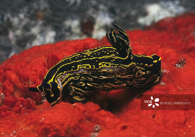 绚丽的海星海蛞蝓在红色海绵上爬行，地点：西班牙富埃特文图拉岛图片素材