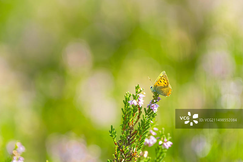 腺状凤仙花，印度凤仙花，红凤仙花，喜马拉雅凤仙花，农家兰花，巨型凤仙花，自然摄影，植物，特写，下萨克森州，德国，欧洲图片素材