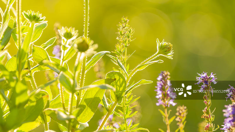 腺状凤仙花，印度凤仙花，红凤仙花，喜马拉雅凤仙花，农家兰花，巨型凤仙花，自然摄影，植物，特写，下萨克森州，德国，欧洲图片素材