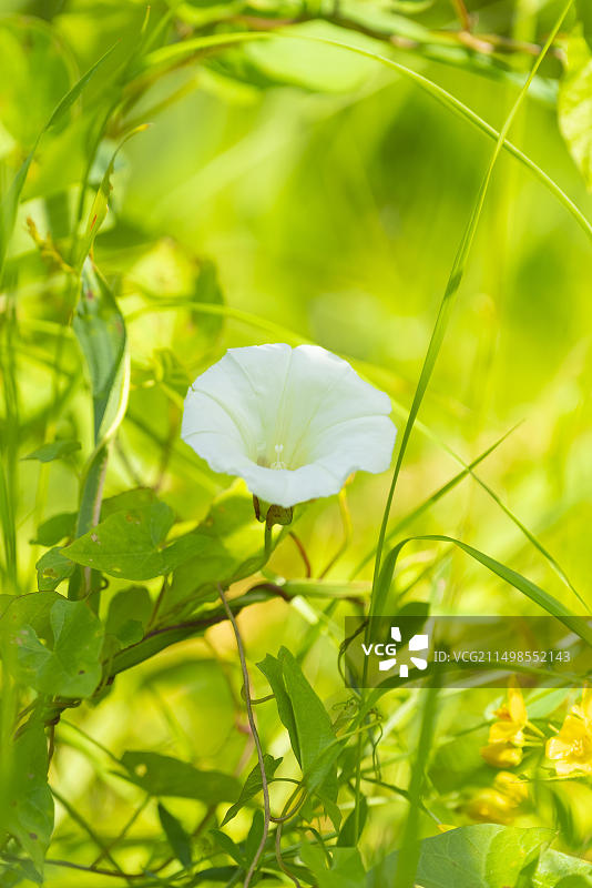 腺状凤仙花，印度凤仙花，红凤仙花，喜马拉雅凤仙花，农家兰花，巨型凤仙花，自然摄影，植物，特写，下萨克森州，德国，欧洲图片素材