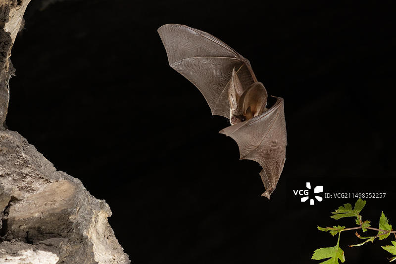 飞行中的灰色长耳蝙蝠，德国图林根图片素材