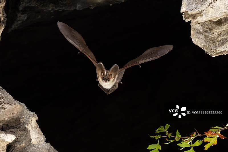 飞行中的灰色长耳蝙蝠，德国图林根图片素材