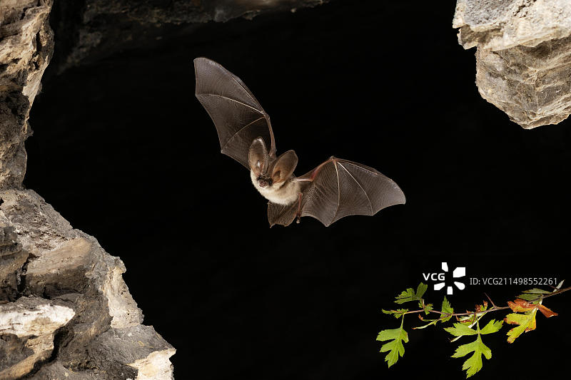 飞行中的灰色长耳蝙蝠，德国图林根图片素材