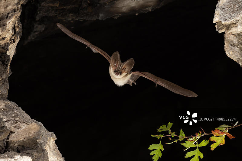 飞行中的灰色长耳蝙蝠，德国图林根图片素材
