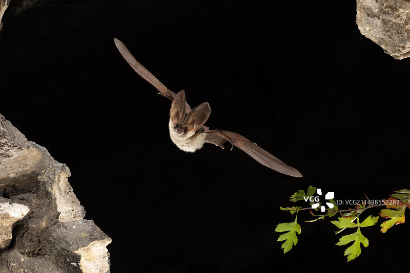 飞行中的灰色长耳蝙蝠，德国图林根图片素材
