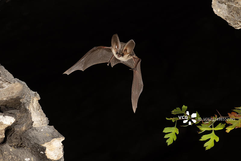飞行中的灰色长耳蝙蝠，德国图林根图片素材