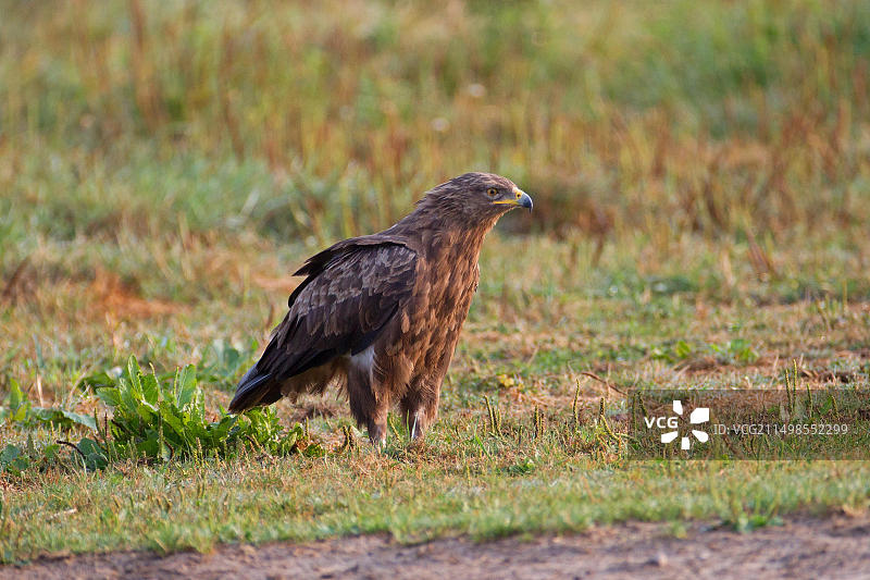 德国的小斑雕图片素材