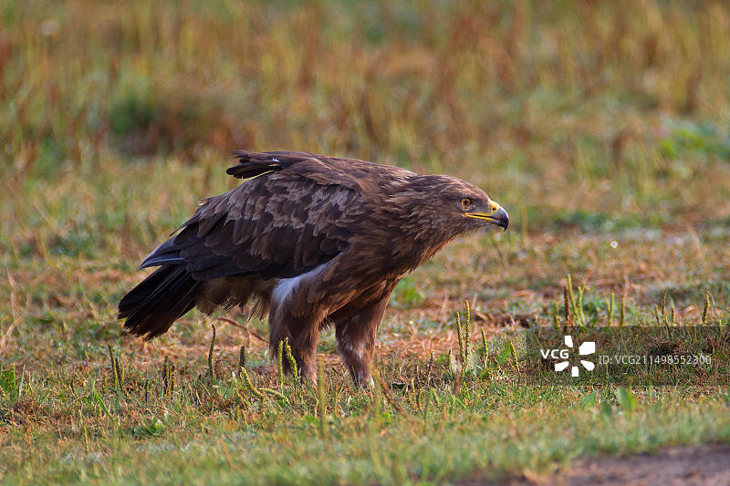 德国的小斑雕图片素材