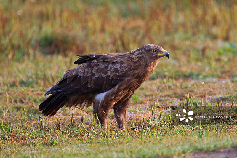 德国的小斑雕图片素材
