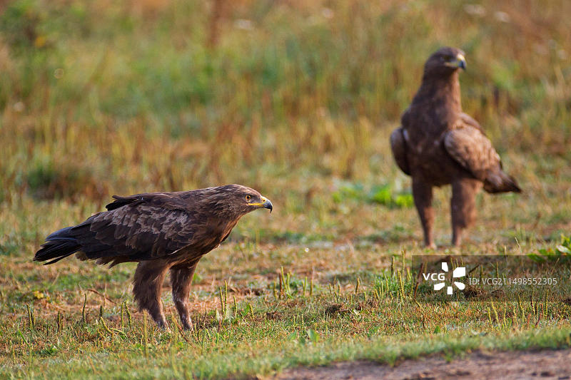 小斑鹰，一对在地面，梅克伦堡-前波美拉尼亚，德国，欧洲图片素材