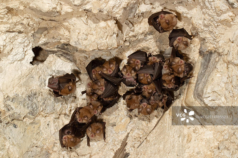 小蹄蝠：带着幼崽的雌性，栖息在德国图林根的蝙蝠繁殖地图片素材