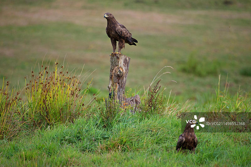 小斑点鹰，一对，德国梅克伦堡-西波美拉尼亚图片素材