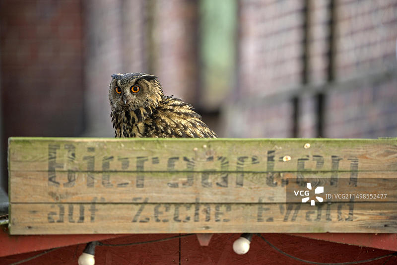 成年雄性欧亚雕鸮与啤酒花园标志（德国北莱茵-威斯特法伦鲁尔区埃瓦尔德煤矿）图片素材