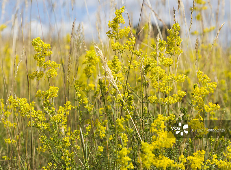 英格兰萨福克郡盛夏生长的茜草图片素材