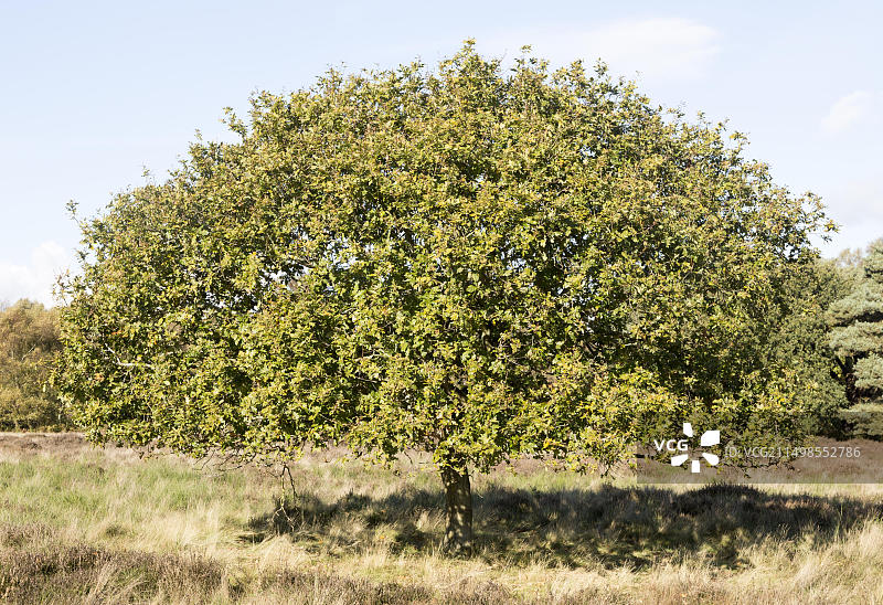 萨福克郡桑德林斯荒地上的单棵罗布栎树，英国萨福克郡萨顿图片素材
