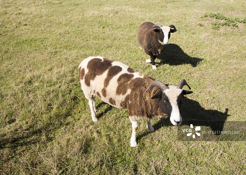 雅各布绵羊在小农场的田野里吃草，英国萨福克郡肖特舍姆图片素材